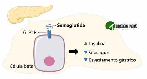 Esquema del mecanismo de acción de la semaglutida en la regulación de la glucosa y la saciedad.