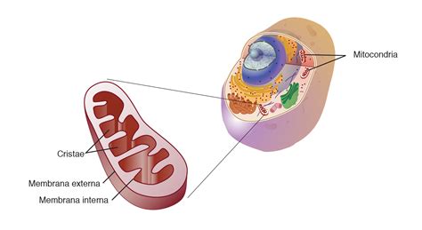 Ilustración esquemática de una célula con mitocondrias activas y producción de calor.