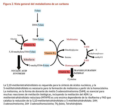 Diagrama del ciclo de la metionina y el folato, mostrando la interrelación entre folato, vitamina B12 y homocisteína.