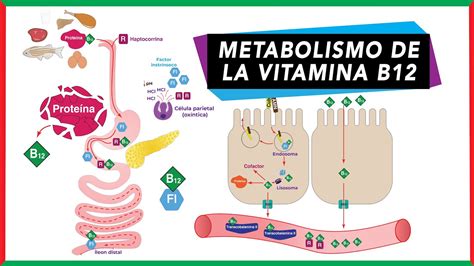 Representación esquemática del metabolismo y absorción de la vitamina B12.