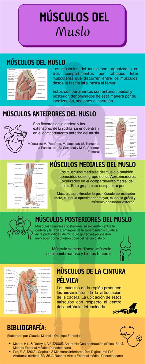 Infografía con la anatomía muscular de la parte interna del muslo.
