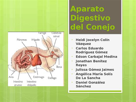 Ilustración esquemática del sistema digestivo de un conejo, destacando el estómago y los intestinos.