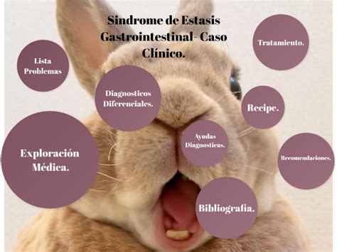 Infografía que muestra los diversos factores que pueden desencadenar la estasis gastrointestinal en conejos (dieta, estrés, dolor, etc.).