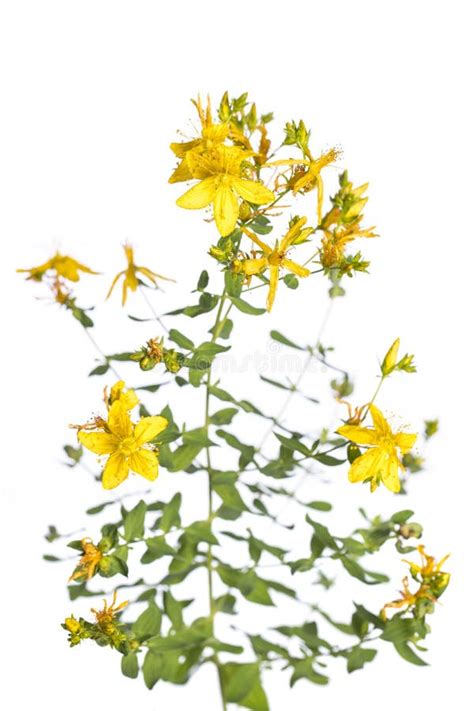 Ilustración de las flores y hojas de Hypericum perforatum, destacando los pequeños puntos translúcidos en las hojas.