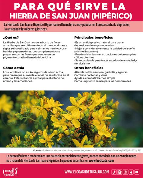 Infografía sobre los diferentes usos de la Hierba de San Juan: depresión, síntomas menopáusicos, cuidado de la piel.
