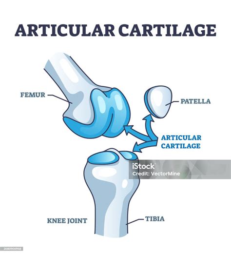 Ilustración anatómica de la rodilla destacando el cartílago articular y sus componentes.