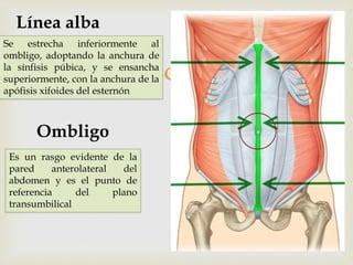 Diagrama que muestra la anatomía del ombligo y su conexión con los músculos abdominales antes de una abdominoplastia.
