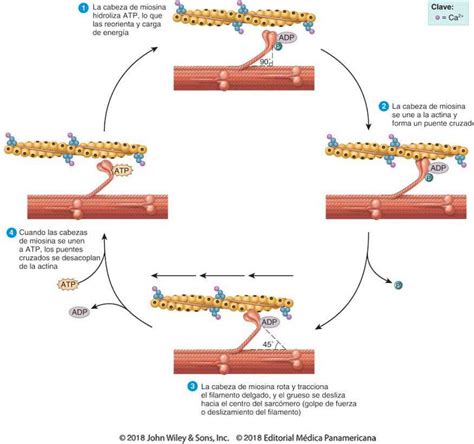 Diagrama que ilustra la compresión de arterias periféricas durante la contracción muscular isométrica.