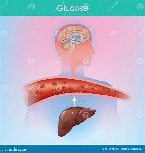 Ilustración esquemática del ciclo de la glucosa en el cuerpo humano.