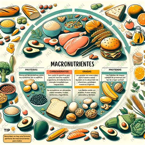 Infografía que muestra la distribución de macronutrientes en la dieta cetogénica: alto en grasas, moderado en proteínas y bajo en carbohidratos.