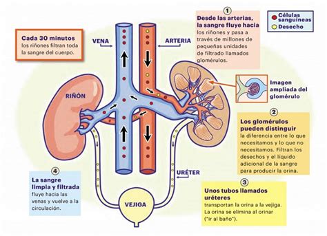 infografía sobre el funcionamiento del hígado y los riñones en la desintoxicación