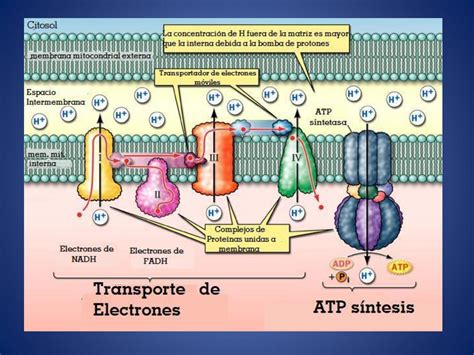 Diagrama esquemático del ciclo de Krebs y la cadena de transporte de electrones en la producción aeróbica de ATP.