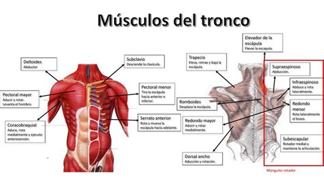 Infografía comparativa de las adaptaciones aeróbicas en músculos extensores del tronco entre judokas, ciclistas y personas no entrenadas.