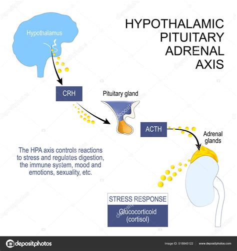 representación gráfica del eje hipotálamo-hipofisario-adrenal y su relación con el estrés y el metabolismo