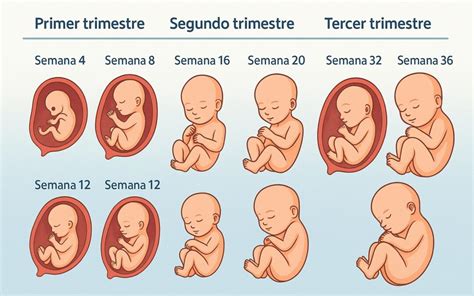 Ilustración que muestra la distribución del peso ganado durante el embarazo (bebé, placenta, líquido amniótico, etc.).