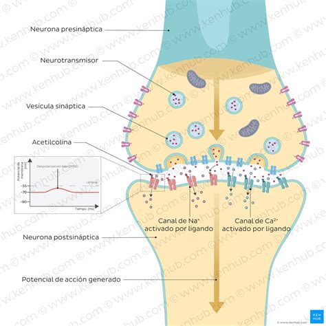 diagrama mostrando la acción de los ingredientes de Keto Balance en el metabolismo