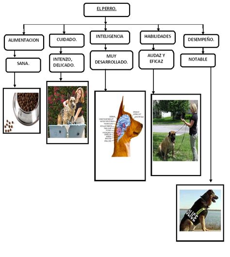 Esquema corporal de un perro con indicación de las zonas clave para evaluar la condición física: costillas, cintura y abdomen.