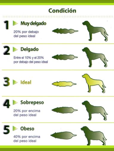 Ilustración comparativa de la silueta de un perro con peso ideal, sobrepeso y obesidad (vista lateral y superior).