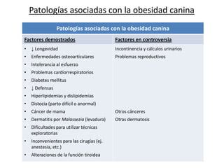 Infografía detallando las principales enfermedades asociadas a la obesidad canina.