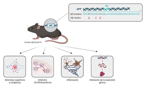 Ilustración del ratón OB/ob, un modelo animal utilizado en la investigación de la obesidad y la leptina.