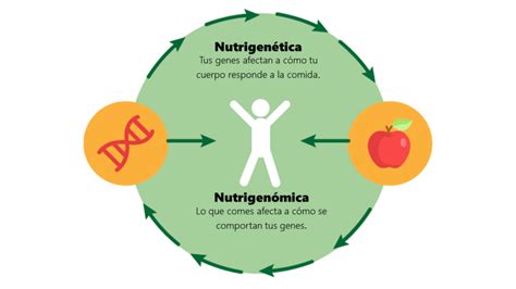 Representación esquemática de la interacción entre genes y nutrientes en el metabolismo humano.