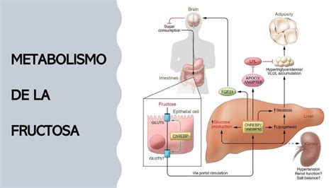 Esquema del metabolismo de la fructosa en el hígado, mostrando la fosforilación a fructosa 1-fosfato y su posterior división en DHAP y gliceraldehído.