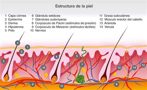 Gráfico explicativo de las capas de la piel y cómo la celulitis afecta el tejido subcutáneo