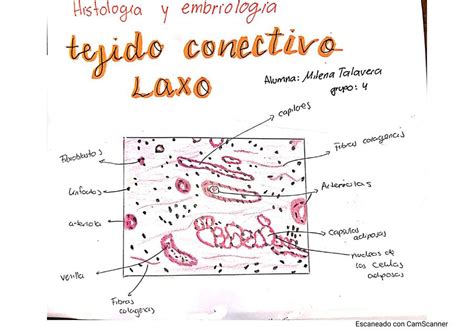 Representación esquemática de la estructura del tejido conectivo laxo, mostrando la disposición de células, fibras y sustancia fundamental.