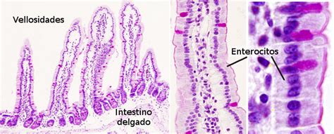 Microfotografía electrónica de la membrana basal intestinal, mostrando la relación entre enterocitos, miofibroblastos y la matriz del tejido conectivo.