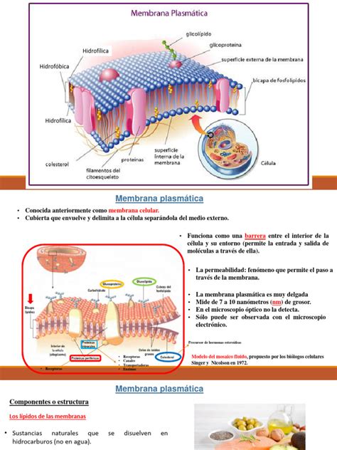 Diagrama que ilustra la organización molecular de la membrana basal y sus componentes principales como el colágeno tipo IV y la laminina.