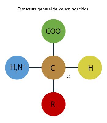 ilustración de la estructura de los aminoácidos