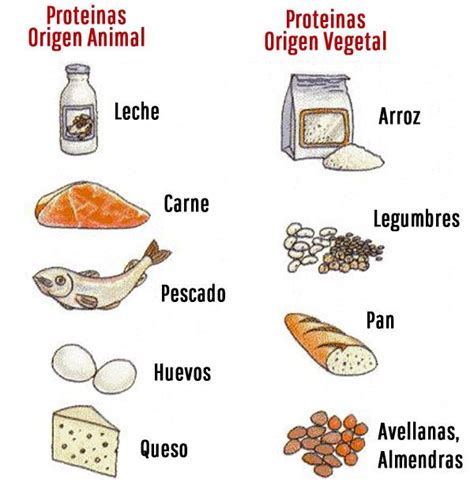 infografía con ejemplos de alimentos ricos en proteínas.
