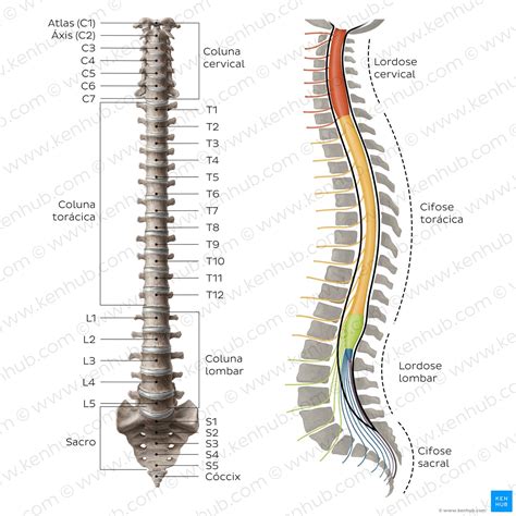 Esquema da coluna vertebral com curvatura em S e C