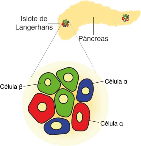 Esquema de la célula alfa del islote pancreático mostrando los mecanismos de regulación de la secreción de glucagón.