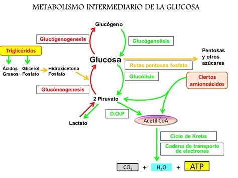 Diagrama del metabolismo hepático de la glucosa, destacando los efectos del glucagón.