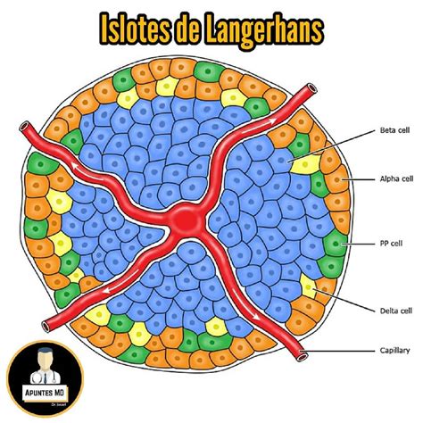 Comparación de la citoarquitectura del islote de Langerhans en individuos sanos y en pacientes con diabetes tipo 1 y tipo 2.