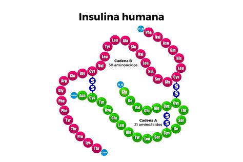 Estructura molecular de la insulina y su interacción con el receptor.