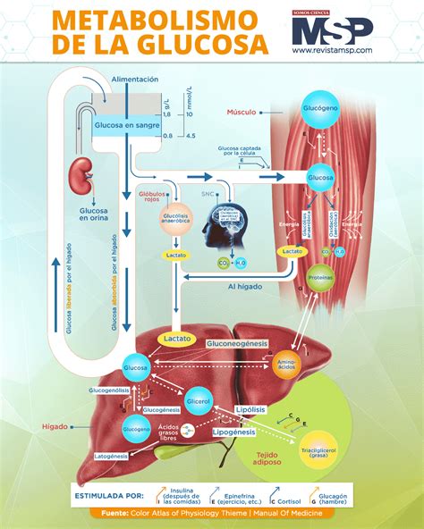 Esquema del ciclo de la glucosa y el metabolismo del glucógeno en hígado y músculo.