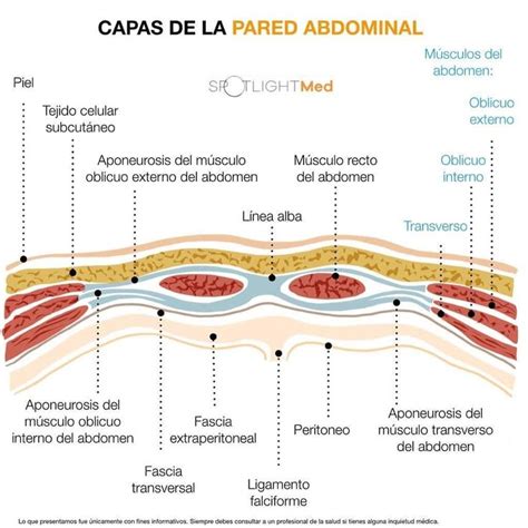 Representación gráfica de la anatomía abdominal y las capas de tejido, indicando la ubicación de la grasa subcutánea y la grasa profunda.