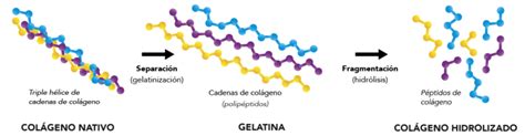 Diagrama mostrando la estructura molecular del colágeno y sus aminoácidos constituyentes