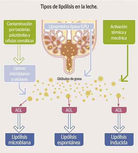 Infografía explicando el proceso de lipólisis y el efecto tensor de la piel con lipoláser