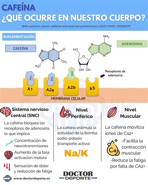 Infografía detallando la acción de la cafeína y extractos naturales en la reducción de celulitis.