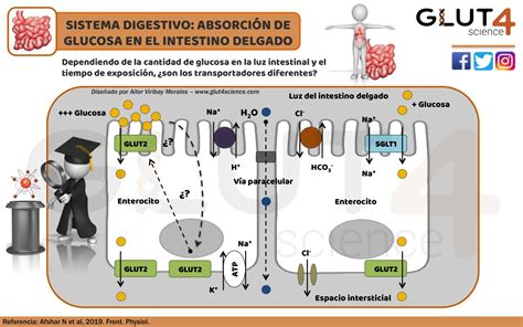 Diagrama que ilustra la absorción de glucosa y fructosa en el intestino delgado y cómo la proporción 2:1 maximiza la ingesta total.