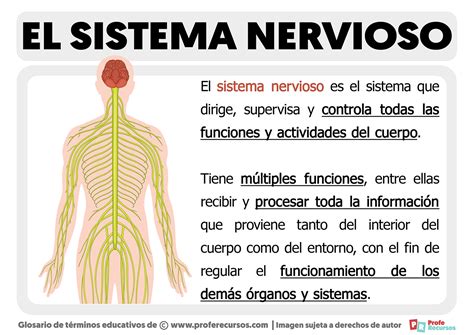 Diagrama que ilustra cómo las memorias traumáticas afectan al cuerpo y al sistema nervioso.