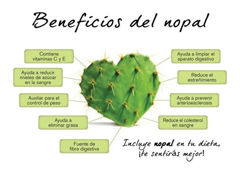 Infografía detallando los beneficios del nopal para la salud.