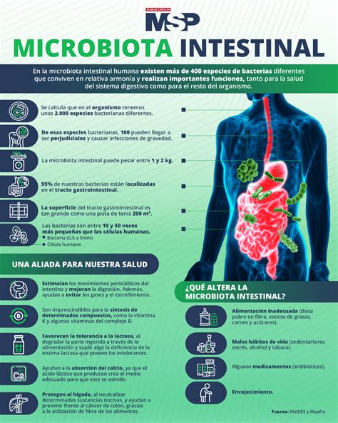 Infografía sobre la importancia de la microbiota intestinal para la salud digestiva y el aspecto del abdomen.
