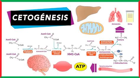 infografía detallando el proceso metabólico de la cetosis