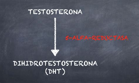 diagrama mostrando la conversión de testosterona a DHT y su efecto en el folículo piloso