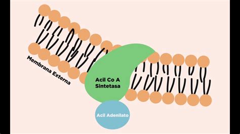 Ilustración del transporte de ácidos grasos a la mitocondria
