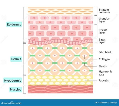 Infografía que muestra la acción del gel reductor en las capas de la piel y la circulación